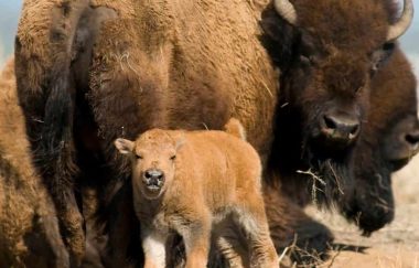 Rocky Mountain Arsenal National Wildlife Refuge
